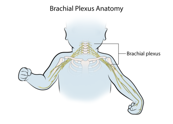 brachial-plexus-anatomy